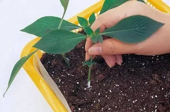 植物可以克隆吗