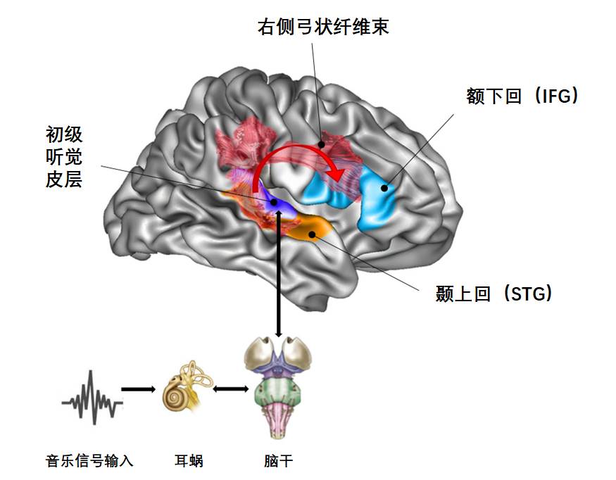 唱歌跑调是一种病？可能得了失歌症