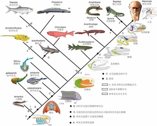 人类的中耳曾是鱼类用来呼吸的鳃