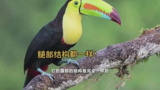 火烈鸟的“膝盖” 其实相当于脚后跟