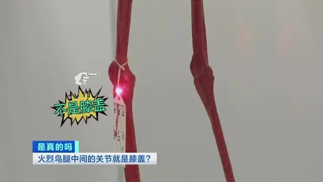 火烈鸟的“膝盖” 其实相当于脚后跟