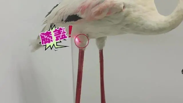 火烈鸟的“膝盖” 其实相当于脚后跟