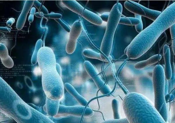 人类产生不同食欲的根源可能是肠道微生物