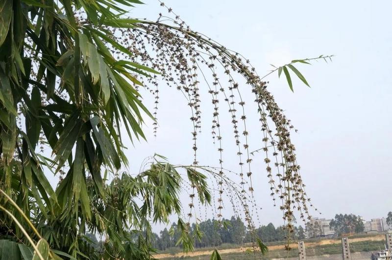 能长出“梨”的竹子