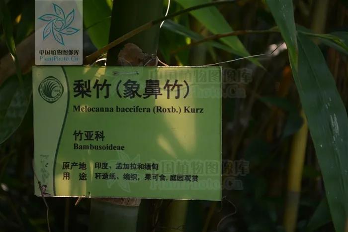 能长出“梨”的竹子