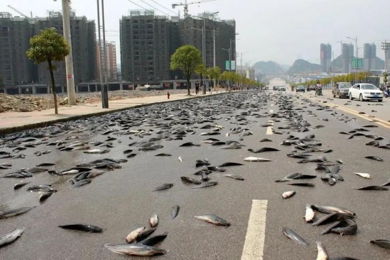 天上会下的不只是雨 还会下动物和血