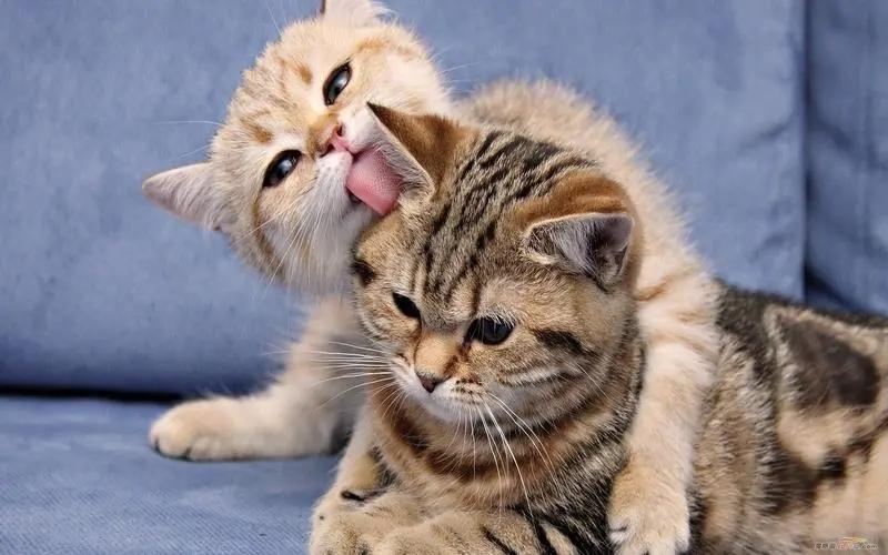 猫知道你在叫它的名字吗