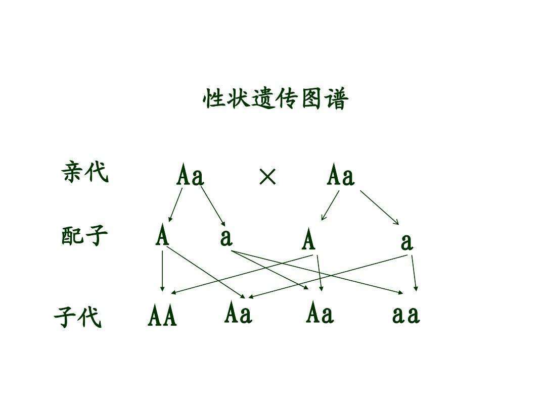 巧克力色的拉布拉多犬寿命更短