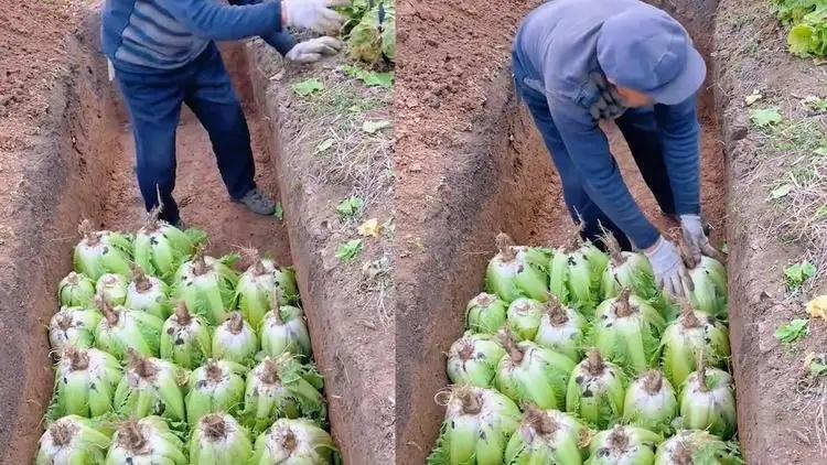大白菜为什么可以埋进土坑里