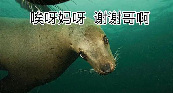 座头鲸和虎鲸之间的恩怨 座头鲸为什么喜欢打虎鲸