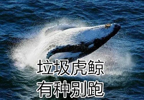 座头鲸和虎鲸之间的恩怨 座头鲸为什么喜欢打虎鲸