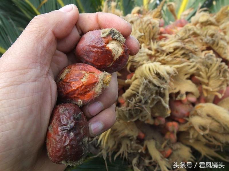 铁树果能吃吗 吃铁树果有什么作用