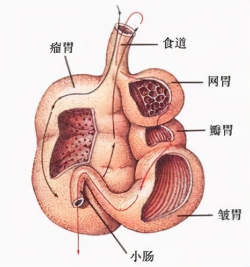 反刍动物和人类相比胃病会更少吗