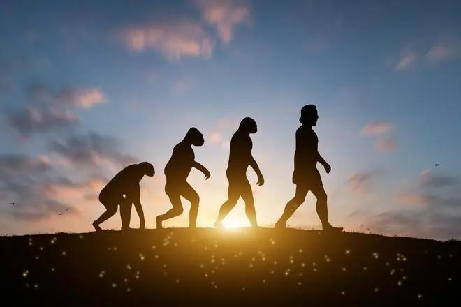 人类直立行走可能是在树上进化出来的