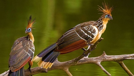 麝雉：消化吸收最慢的鸟
