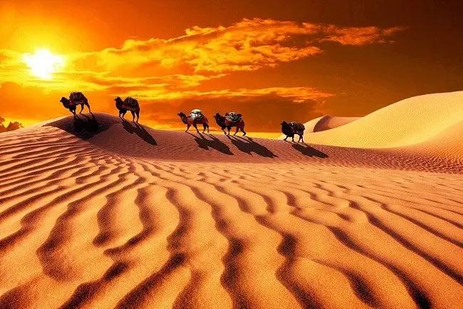 为什么骆驼能在沙漠里长期生活