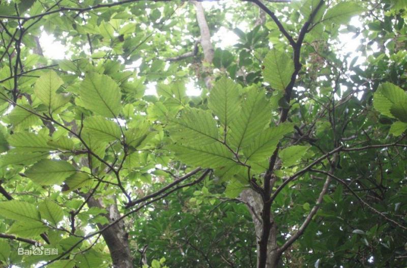 全世界只剩一株野生个体的植物