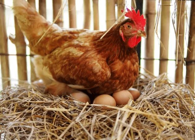 母鸡可以和鸡蛋里的小鸡交流沟通