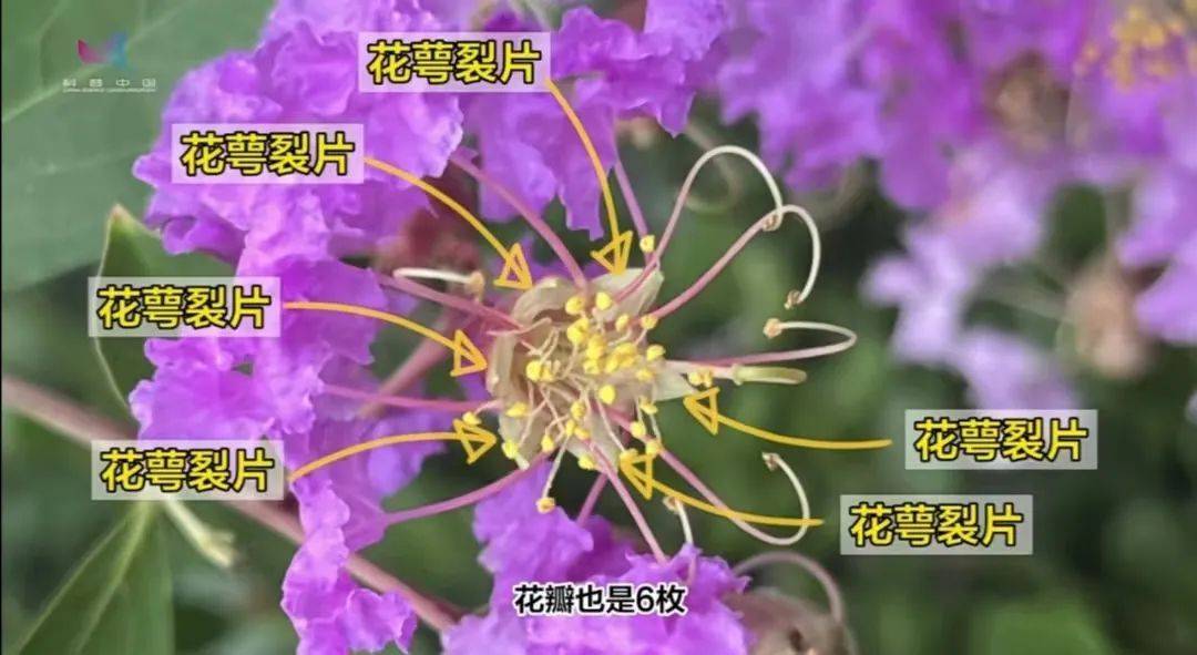 怕“挠痒痒”的树