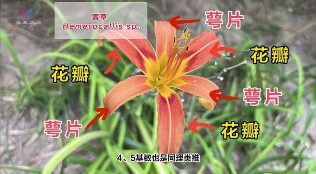 怕“挠痒痒”的树