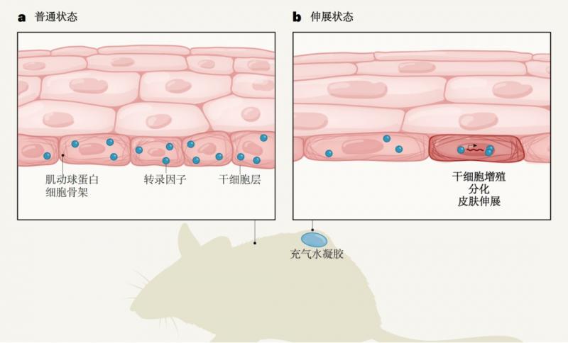 为了让肚子不被撑破 你知道肚皮有多努力吗