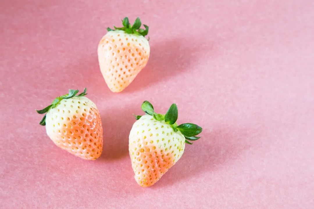 白色草莓是转基因水果吗