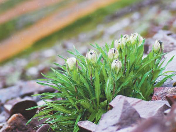为何冰天雪地也有植物开花
