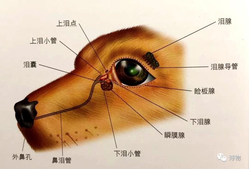 你每天都会吃一斤多鼻屎