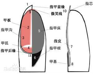 如何正确剪指甲 操作不当有可能得甲沟炎