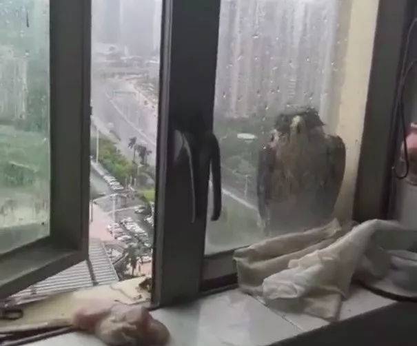 鸟为什么会撞上建筑物上的玻璃