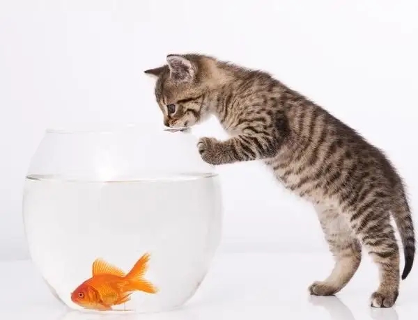 为什么猫吃鱼不会被鱼刺卡喉咙