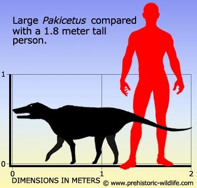 鲸鱼的祖先巴基鲸 体长只有一米左右