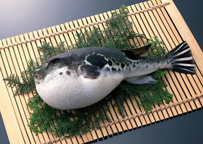 河豚的毒素来自哪里