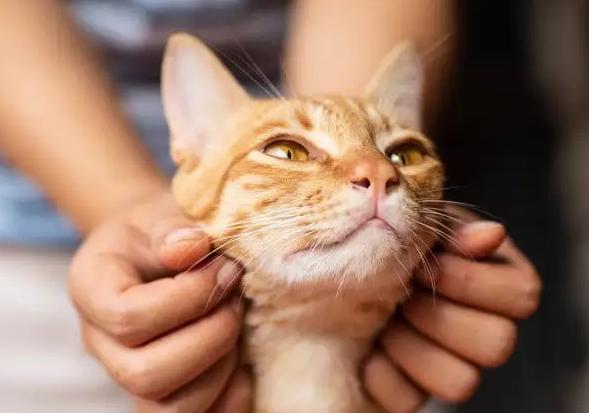 猫最喜欢的人可能并不是喂它的人