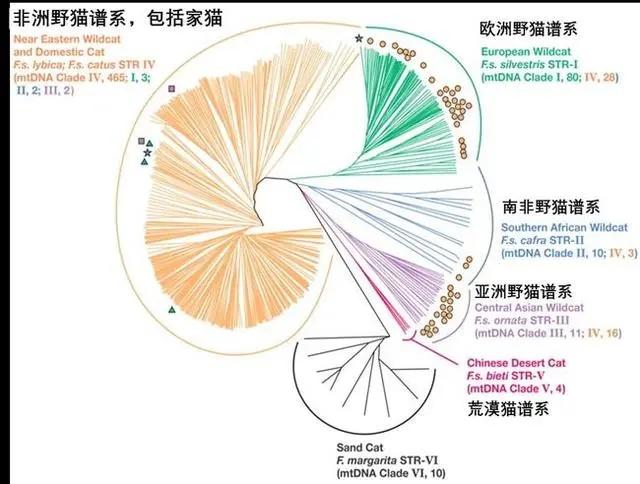 是人类驯化了猫 还是猫驯化了人类