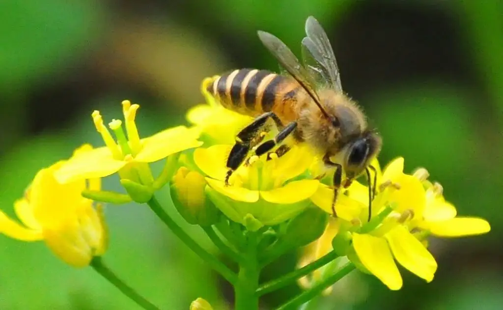 蜜蜂在幼虫期只会排一次便