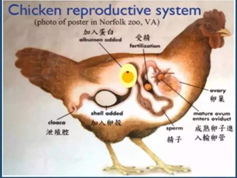 为什么会有棕色和蓝色的鸡蛋 它们的营养一样吗