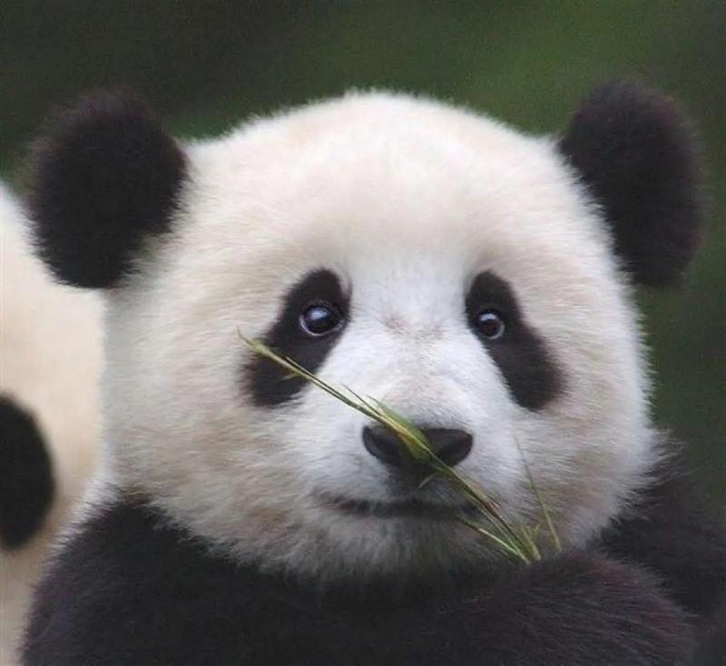 大熊猫是近视眼