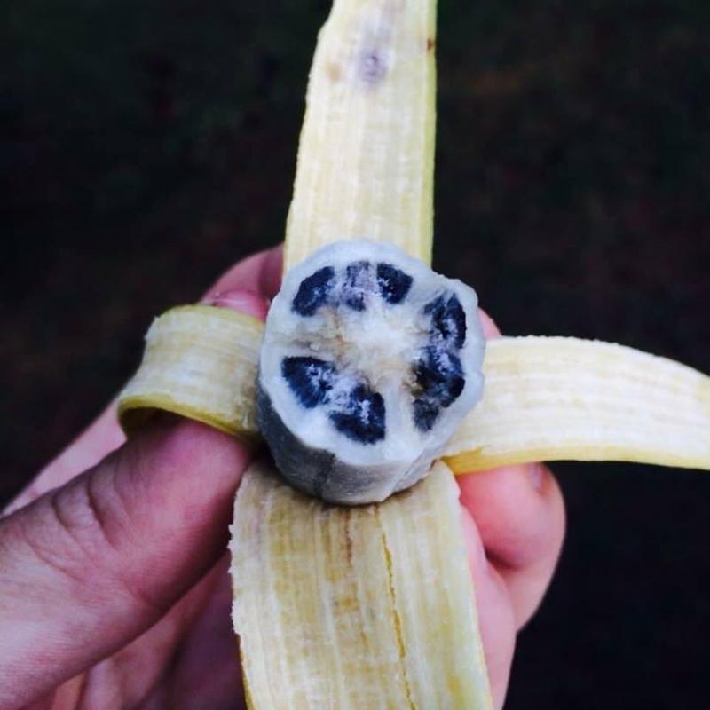 香蕉头那里的黑色小疙瘩是什么