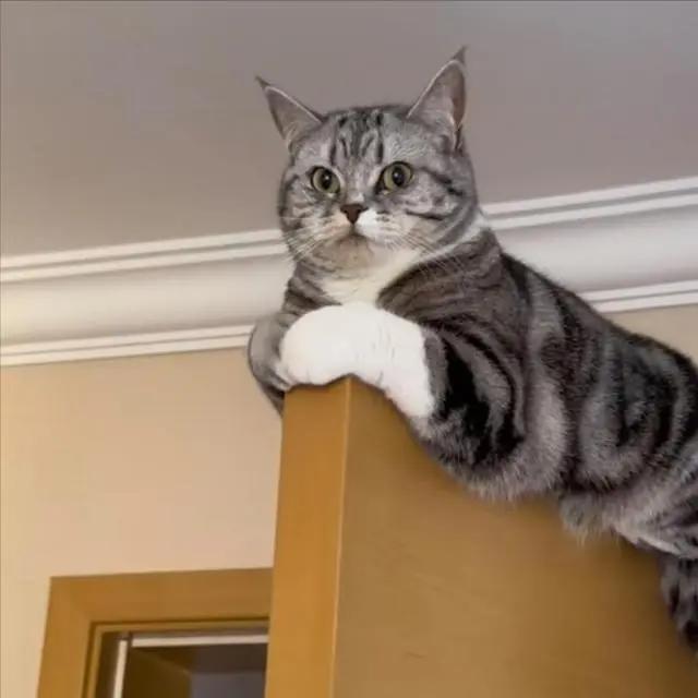 猫为什么喜欢爬高