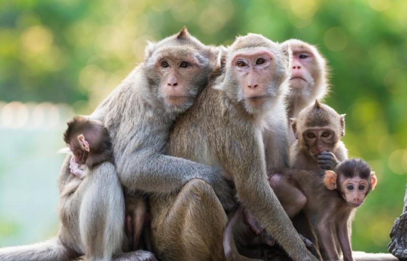 为什么猴子要比其他动物更聪明