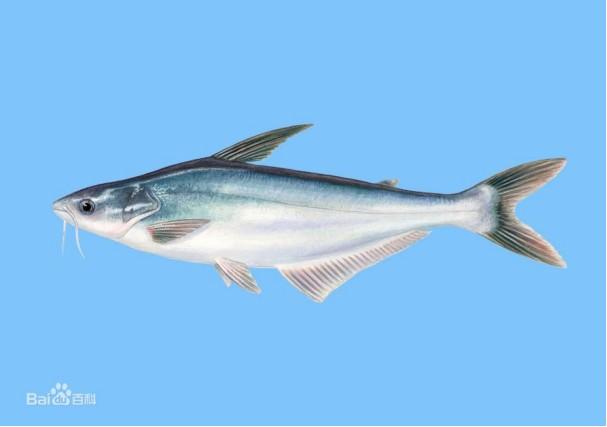 “北极鲶鱼”是什么鱼