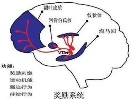 忍不住想吃东西的时候 是嘴馋了还是真的饿了