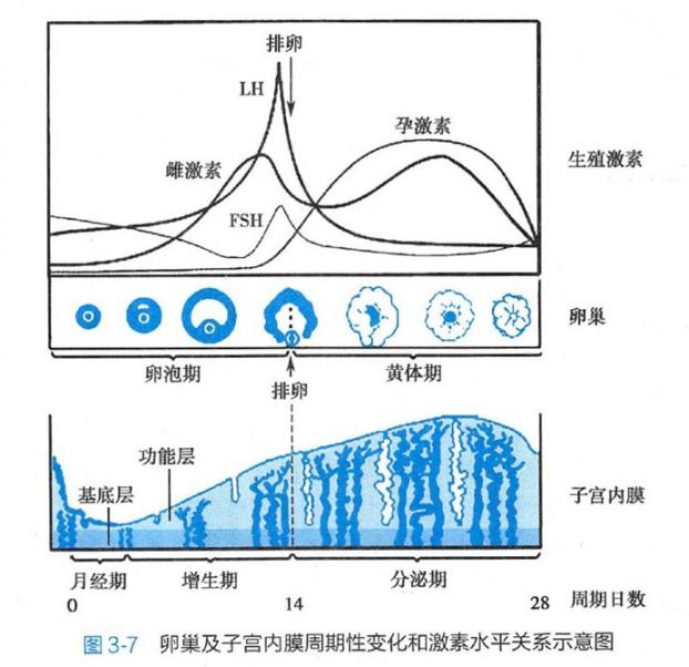 女性绝经真的会快速衰老吗