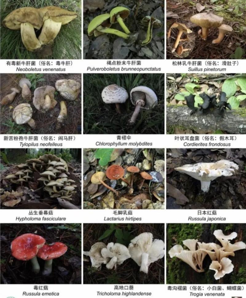 云南有多少种野生菌