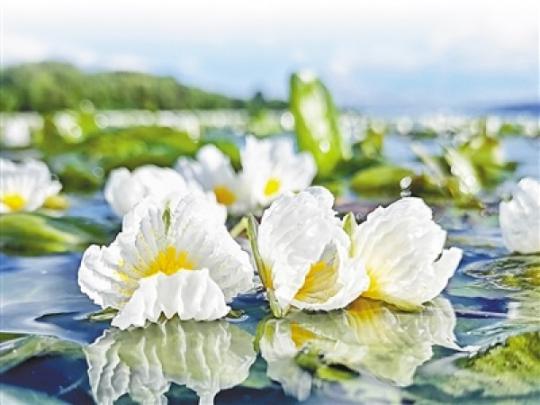 海菜花为什么能在水面上绽放