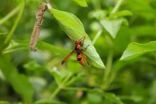 昆虫过冬 各显神通