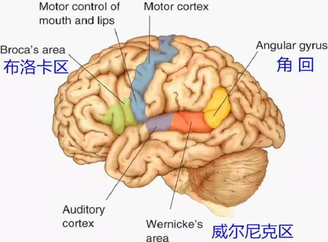 为什么人在迷糊时会说胡话