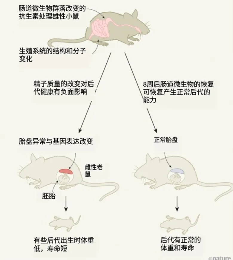 父亲肠道里的微生物会影响后代寿命