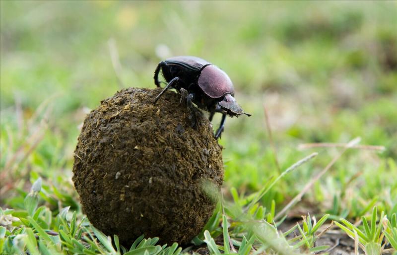 屎壳郎的屎有助于测量生物多样性